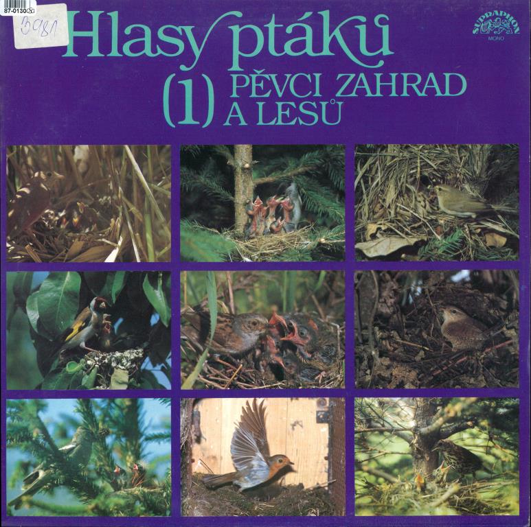 Hlasy ptáků