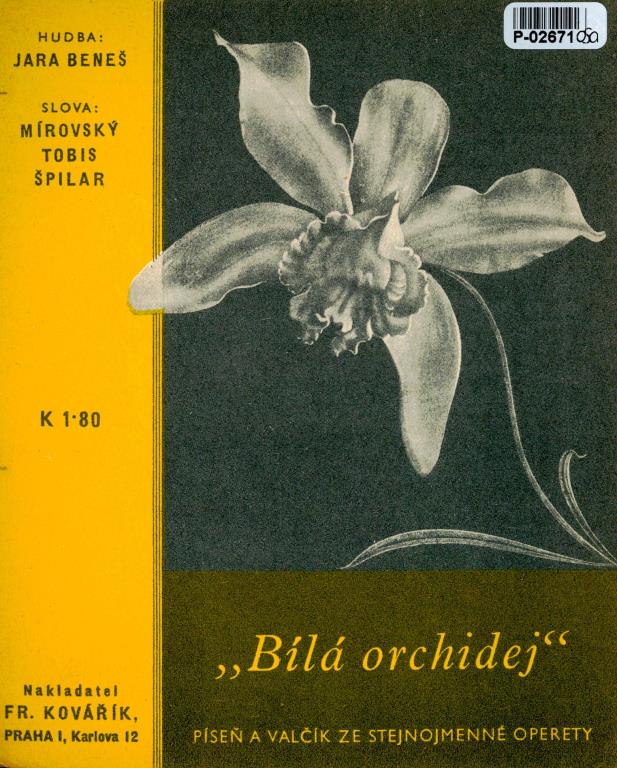 Bílá orchidej